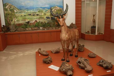 S. P. Nautiyal Museum S. P. Nautiyal Museum