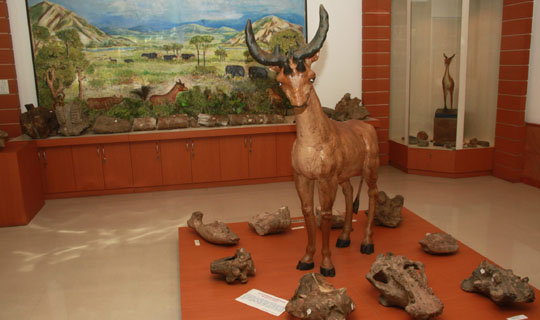 Museum Museum